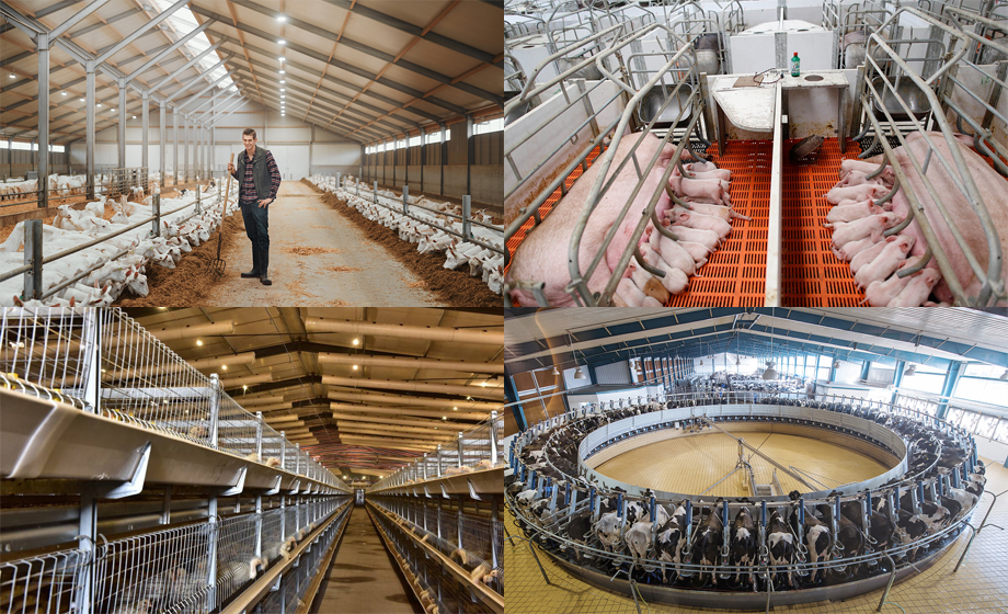 養(yǎng)豬場(chǎng)設(shè)備UWB模組高精度定位相關(guān)知識(shí)介紹 養(yǎng)豬場(chǎng)設(shè)備UWB模組高精度定位相關(guān)知識(shí)介紹